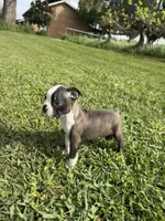 Bingo , a male Boston Terrier for sale in Merced, CA – Photo 2 of 7