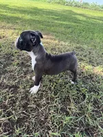 Bingo , a male Boston Terrier for sale in Merced, CA – Photo 7 of 7