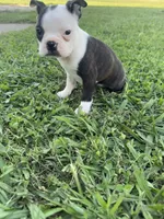 Bella, a female Boston Terrier for sale in Merced, CA – 2 of 6