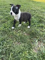 Oreo, a male Boston Terrier for sale in Merced, CA – 6 of 7