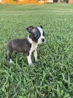 Lola, a female Boston Terrier for sale in Merced, CA – 6 of 6