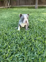 Rocky , a male Boston Terrier for sale in Merced, CA – 2 of 4