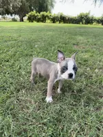 Charlie, a male Boston Terrier for sale in Merced, CA – 1 of 4