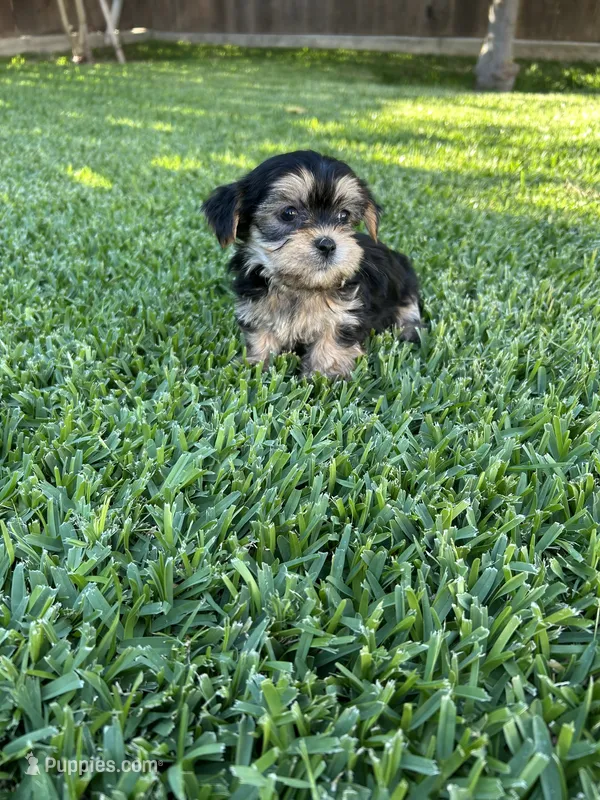 Milo, a male Shih Tzu and Yorkshire Terrier for sale in Merced, CA – 1 of 3