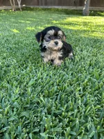 Milo, a male Shih Tzu and Yorkshire Terrier for sale in Merced, CA – 1 of 3