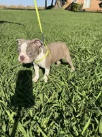 Hazel , a female Boston Terrier for sale in Merced, CA – 4 of 6