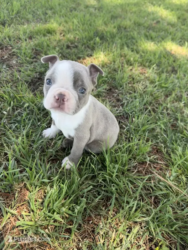 Rocky  – Boston Terrier puppy for sale in Merced, CA