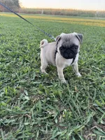 Pugsley, a male Pug for sale in Merced, CA – 5 of 5