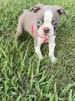 Nova , a female Boston Terrier for sale in Merced, CA – 4 of 9