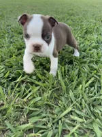 Scooby, a male Boston Terrier for sale in Merced, CA – 3 of 6