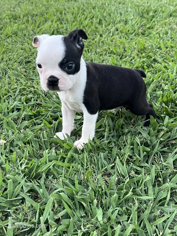Oreo – Boston Terrier puppy for sale in Merced, CA