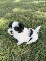 Daisy, a female Shih Tzu for sale in Merced, CA – 2 of 5