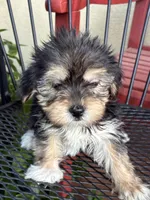 Bailey , a female Shih Tzu and Yorkshire Terrier for sale in Merced, CA – 3 of 7
