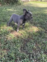 Bluey, a male French Bulldog for sale in Merced, CA – 2 of 10