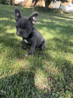 Bluey, a male French Bulldog for sale in Merced, CA – 4 of 10