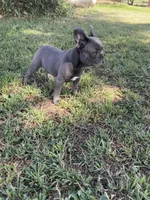 Bluey, a male French Bulldog for sale in Merced, CA – 10 of 10