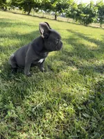 Bluey, a male French Bulldog for sale in Merced, CA – 3 of 10
