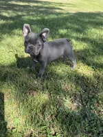 Bluey, a male French Bulldog for sale in Merced, CA – 1 of 10