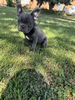 Bluey, a male French Bulldog for sale in Merced, CA – 7 of 10