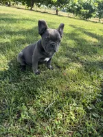 Bluey, a male French Bulldog for sale in Merced, CA – 9 of 10