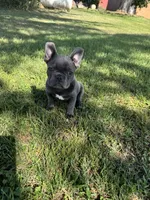 Bluey, a male French Bulldog for sale in Merced, CA – 8 of 10