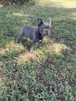 Bluey, a male French Bulldog for sale in Merced, CA – 6 of 10