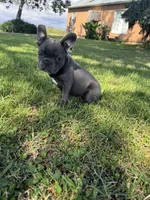 Bluey, a male French Bulldog for sale in Merced, CA – 5 of 10