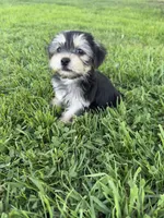 Stella, a female Shih Tzu and Yorkshire Terrier for sale in Merced, CA – 2 of 6