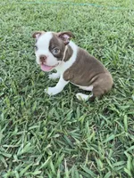 Cooper, a male Boston Terrier for sale in Merced, CA – 3 of 5
