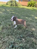 Bingo, a male Boston Terrier for sale in Merced, CA – 6 of 6