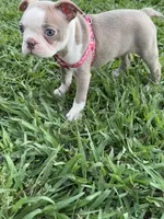 Coco, a female Boston Terrier for sale in Merced, CA – 8 of 9