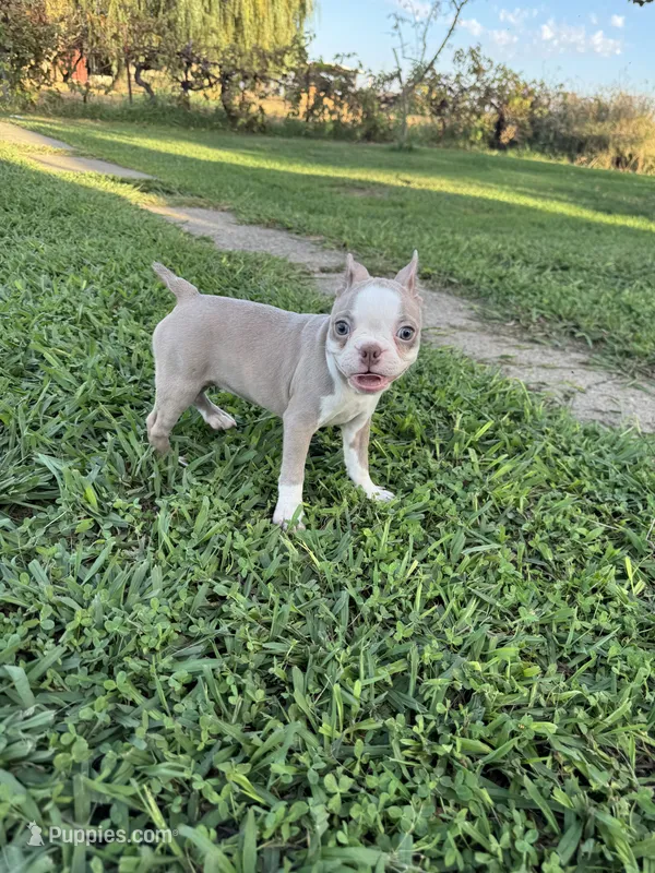 Poppy – Boston Terrier puppy for sale in Merced, CA