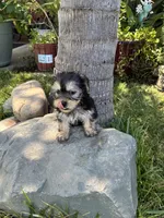 Stella, a female Shih Tzu and Yorkshire Terrier for sale in Merced, CA – 5 of 6