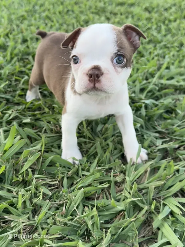 Roxie  – Boston Terrier puppy for sale in Merced, CA