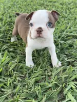 Roxie , a female Boston Terrier for sale in Merced, CA – 1 of 8