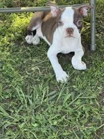 Cooper, a male Boston Terrier for sale in Merced, CA – 5 of 7