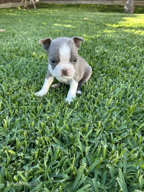 Max – Boston Terrier puppy for sale in Merced, CA