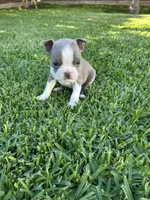 Max, a male Boston Terrier for sale in Merced, CA – 1 of 3