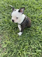 Bella, a female Boston Terrier for sale in Merced, CA – 3 of 8