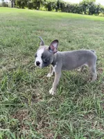 Charlie, a male Boston Terrier for sale in Merced, CA – 2 of 4