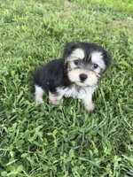 Stella, a female Shih Tzu and Yorkshire Terrier for sale in Merced, CA – 3 of 6