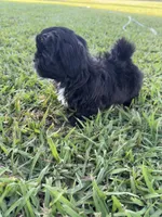 Teddy , a male Shih Tzu for sale in Merced, CA – 2 of 8