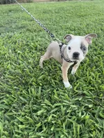 Bandit , a male Boston Terrier for sale in Merced, CA – 5 of 7