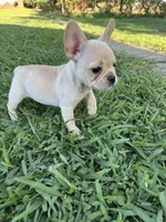 Daisy, a female French Bulldog for sale in Merced, CA – 5 of 7