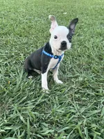 Bandit , a male Boston Terrier for sale in Merced, CA – 5 of 5