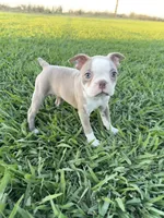 Poppy, a female Boston Terrier for sale in Merced, CA – 1 of 5