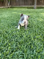 Rocky , a male Boston Terrier for sale in Merced, CA – 3 of 4