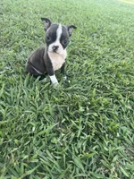 Daisy , a female Boston Terrier for sale in Merced, CA – 5 of 6