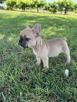Teddy, a male French Bulldog for sale in Merced, CA – 7 of 8