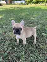 Teddy, a male French Bulldog for sale in Merced, CA – 6 of 8